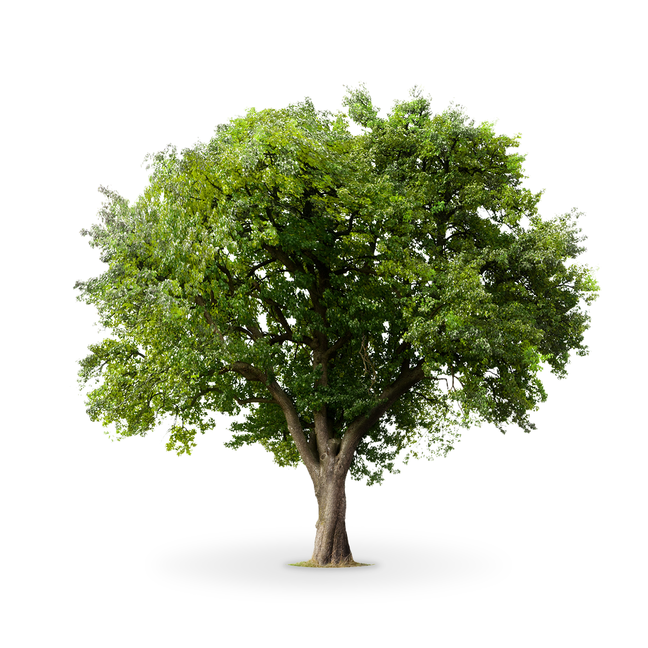 עץ אלון גדול עם עלים ירוקים