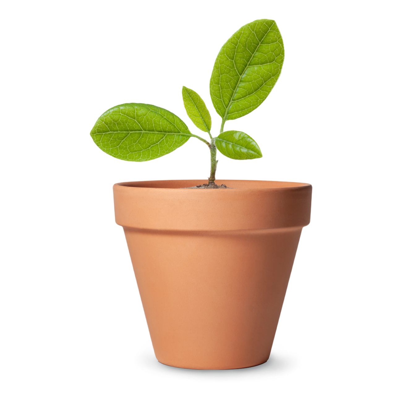 A small plant in ceramic pot