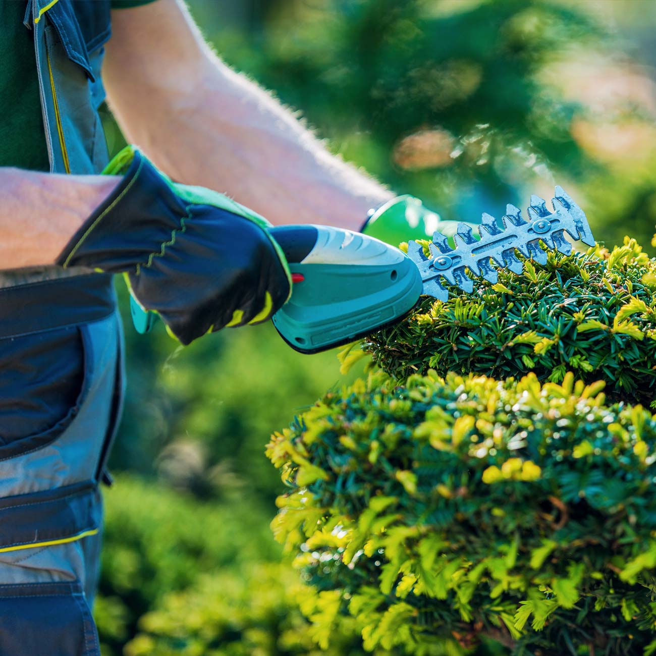 Gardener uses an electric trimmer to manicure bushes